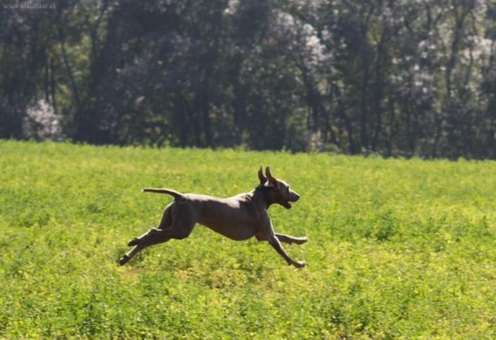 Podzimní zkoušky ohařů Zubří
