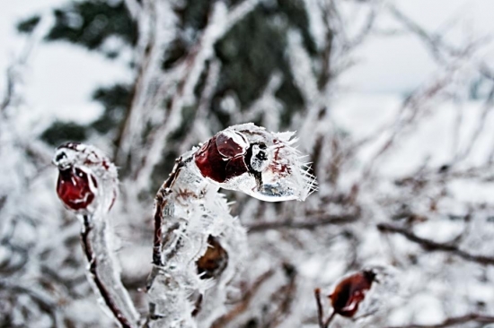Zmrznuta šipka
