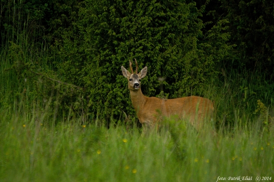 Koĺko mu tipujeťe ?