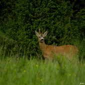 Koĺko mu tipujeťe ?