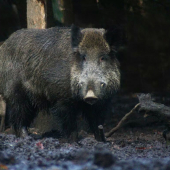 vianočné zlaté prasiatko