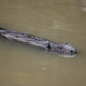 bobor