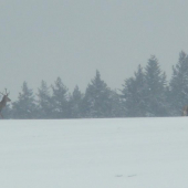 korunove desatoraky :D