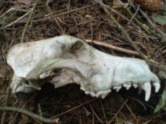 co to je hm :D podla mna liska