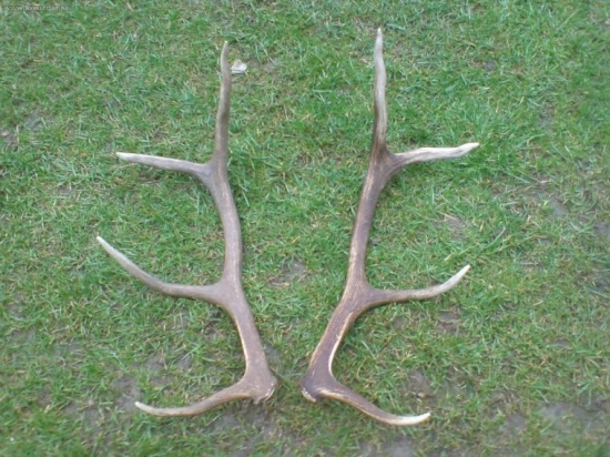 minuly rok jeden a dnes druhi a mam paru :D