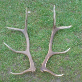 minuly rok jeden a dnes druhi a mam paru :D