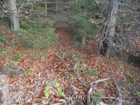 dnesna vecerna prechadzka 16 storak