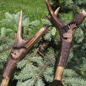 Poľovnícka palica-obrovský pomocník a sprievodca.