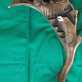 Hlucháne v korunách stromov.