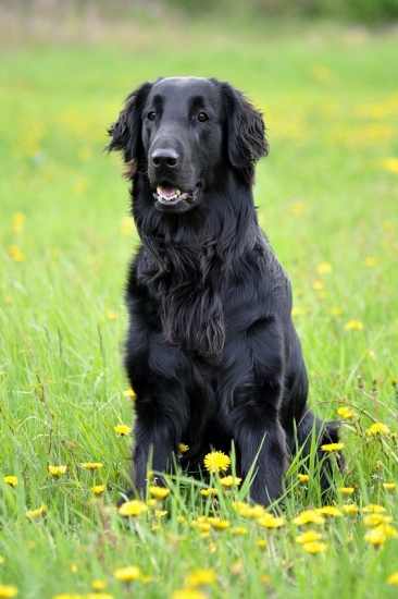 Môj štvornohý parťák - R.I.P