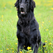 Môj štvornohý parťák - R.I.P