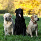 retrivrie trio