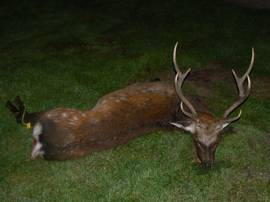 SIKA
