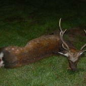 SIKA