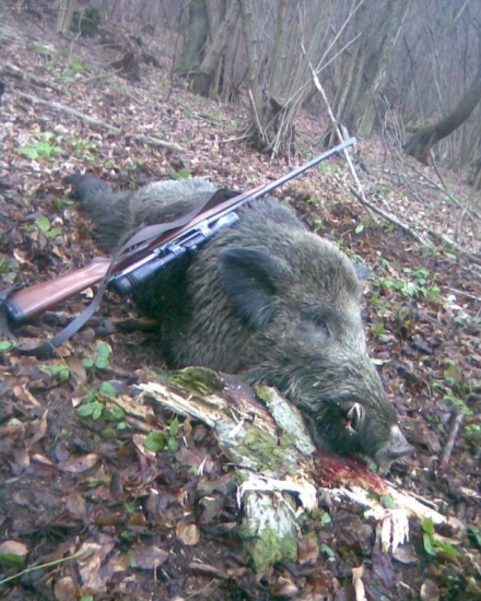 zlaty kancek