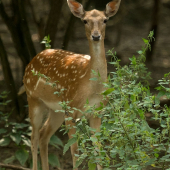 Neviem kto sa viac zľakol...