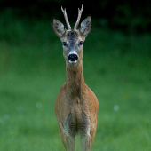 Skoro za tmy, ale potešil