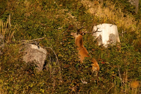 Hľadal
