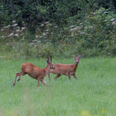 drobnosť z archívu proti zimnej depresii