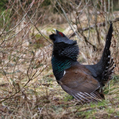 Tetrao urogallus