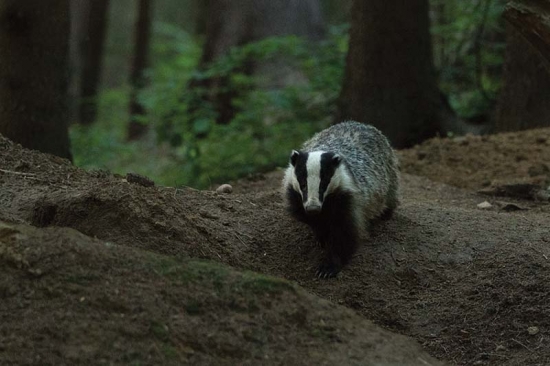 Starý kamoš po roku