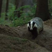 Starý kamoš po roku