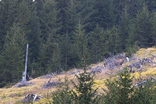 Ráno, pre aké sa oplatí vstávať (sú dvaja)....