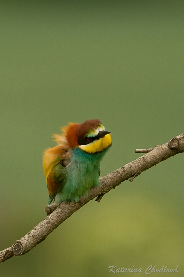 Angry bird