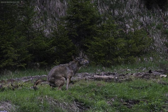 Keď musíš, tak musíš...