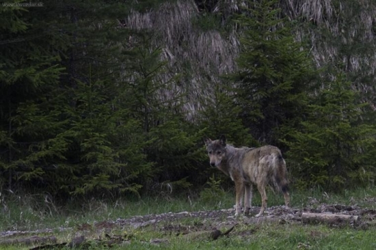 Hádam sa nik nepozeral