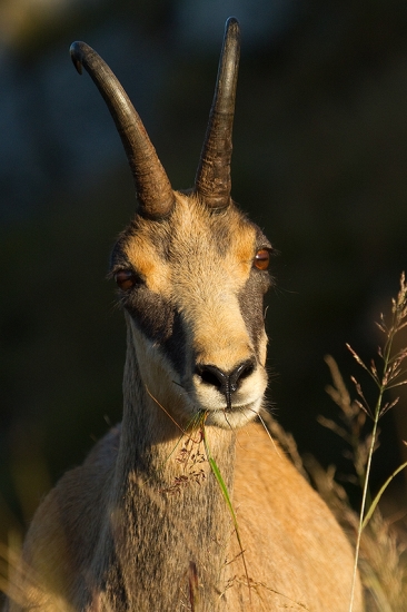 Bezuškatec tatranský
