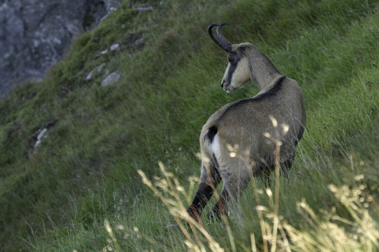 Pre palina32 dôkaz, že nemal uši