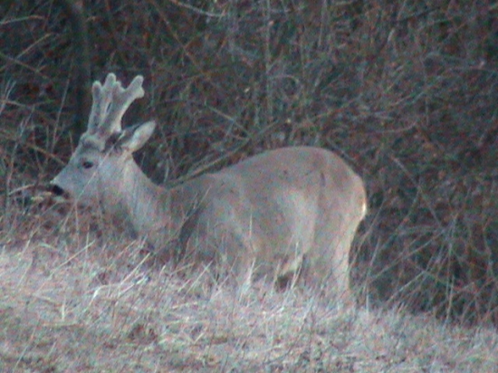 Srnec lesný Capreolus capreolus