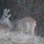 Srnec lesný Capreolus capreolus