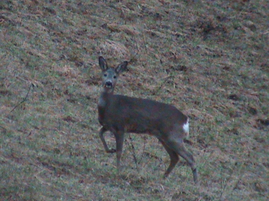 Srna lesná Capreolus capreolus