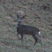 Srna lesná Capreolus capreolus