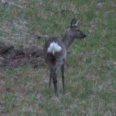 Na jarnéj postrižke