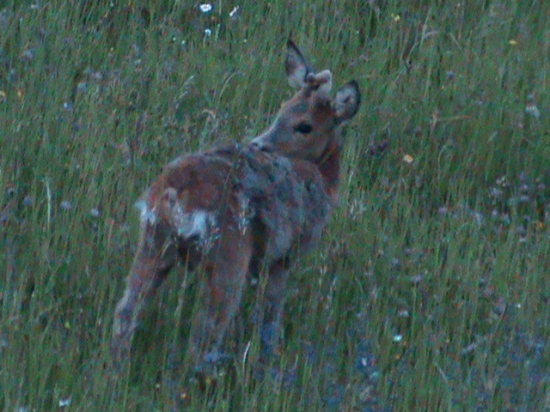 Srnček   Raritka