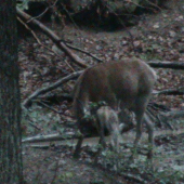 Jelenica z jelienčaťom