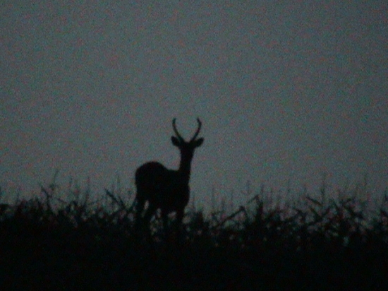Silueta