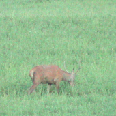 Zabudol sa v kukurici