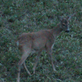 Priniesla veľa radosti...