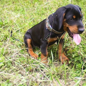 Ares