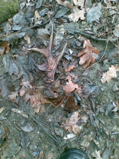 Moj prvy srnči paroh