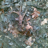 Moj prvy srnči paroh