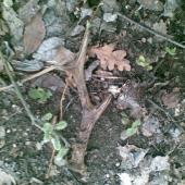 kamaratov lezal 20 metrov od mojho zhodu