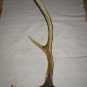 Moj prví jeleni zhod