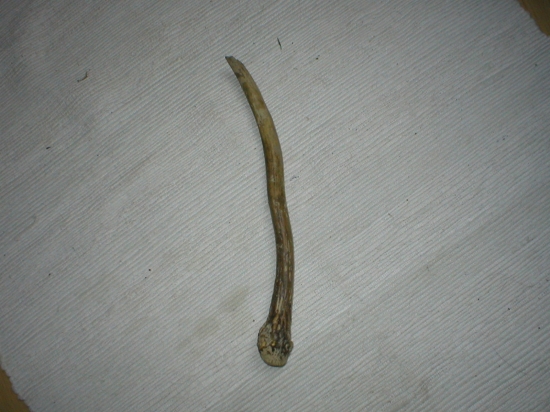 Kamaratov prví jeleni