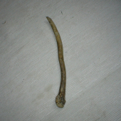 Kamaratov prví jeleni