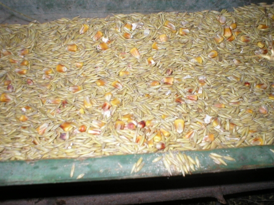 Ovos a kukurička im chutia